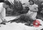 Image of Chesapeake Retriever Palo Alto California USA, 1938, second 34 stock footage video 65675033908
