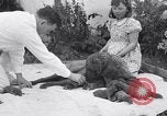 Image of Chesapeake Retriever Palo Alto California USA, 1938, second 35 stock footage video 65675033908