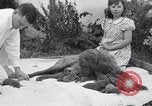 Image of Chesapeake Retriever Palo Alto California USA, 1938, second 36 stock footage video 65675033908