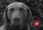 Image of Chesapeake Retriever Palo Alto California USA, 1938, second 38 stock footage video 65675033908