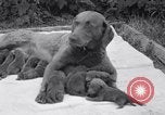 Image of Chesapeake Retriever Palo Alto California USA, 1938, second 39 stock footage video 65675033908