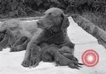 Image of Chesapeake Retriever Palo Alto California USA, 1938, second 40 stock footage video 65675033908