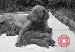 Image of Chesapeake Retriever Palo Alto California USA, 1938, second 41 stock footage video 65675033908