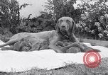 Image of Chesapeake Retriever Palo Alto California USA, 1938, second 42 stock footage video 65675033908