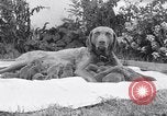 Image of Chesapeake Retriever Palo Alto California USA, 1938, second 43 stock footage video 65675033908
