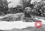 Image of Chesapeake Retriever Palo Alto California USA, 1938, second 44 stock footage video 65675033908