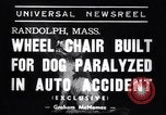 Image paralysé chien Randolph Massachusetts USA, 1938, de la seconde 3 séquences d'archives historiques vidéo 65675033914