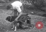 Image paralysé chien Randolph Massachusetts USA, 1938, de la seconde 8 séquences d'archives historiques vidéo 65675033914