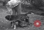 Image paralysé chien Randolph Massachusetts USA, 1938, de la seconde 9 séquences d'archives historiques vidéo 65675033914