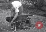 Image paralysé chien Randolph Massachusetts USA, 1938, de la seconde 10 séquences d'archives historiques vidéo 65675033914