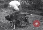 Image paralysé chien Randolph Massachusetts USA, 1938, de la seconde 11 séquences d'archives historiques vidéo 65675033914