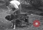 Image paralysé chien Randolph Massachusetts USA, 1938, de la seconde 12 séquences d'archives historiques vidéo 65675033914