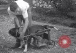 Image paralysé chien Randolph Massachusetts USA, 1938, de la seconde 13 séquences d'archives historiques vidéo 65675033914