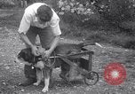 Image paralysé chien Randolph Massachusetts USA, 1938, de la seconde 14 séquences d'archives historiques vidéo 65675033914