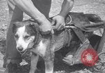Image paralysé chien Randolph Massachusetts USA, 1938, de la seconde 15 séquences d'archives historiques vidéo 65675033914