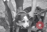 Image paralysé chien Randolph Massachusetts USA, 1938, de la seconde 16 séquences d'archives historiques vidéo 65675033914
