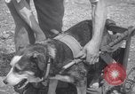 Image paralysé chien Randolph Massachusetts USA, 1938, de la seconde 17 séquences d'archives historiques vidéo 65675033914