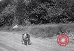 Image paralysé chien Randolph Massachusetts USA, 1938, de la seconde 26 séquences d'archives historiques vidéo 65675033914