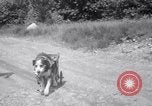 Image paralysé chien Randolph Massachusetts USA, 1938, de la seconde 28 séquences d'archives historiques vidéo 65675033914