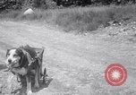 Image paralysé chien Randolph Massachusetts USA, 1938, de la seconde 29 séquences d'archives historiques vidéo 65675033914