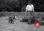 Image paralysé chien Randolph Massachusetts USA, 1938, de la seconde 32 séquences d'archives historiques vidéo 65675033914