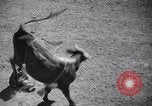 Standbild Der 2 jährlichen Rodeo Sun Valley Idaho USA, 1938, aus Sekunde 33 historischem Filmmaterial Videoclip 65675033928