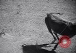 Standbild Der 2 jährlichen Rodeo Sun Valley Idaho USA, 1938, aus Sekunde 34 historischem Filmmaterial Videoclip 65675033928