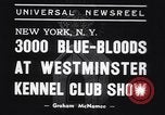 Image of dog show New York United States USA, 1939, second 3 stock footage video 65675033931