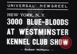 Image of dog show New York United States USA, 1939, second 4 stock footage video 65675033931