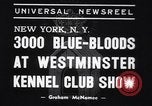 Image of dog show New York United States USA, 1939, second 5 stock footage video 65675033931