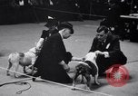 Image of dog show New York United States USA, 1939, second 14 stock footage video 65675033931