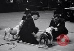Image of dog show New York United States USA, 1939, second 15 stock footage video 65675033931