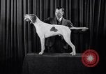 Image of dog show New York United States USA, 1939, second 19 stock footage video 65675033931