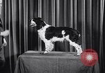 Image of dog show New York United States USA, 1939, second 20 stock footage video 65675033931