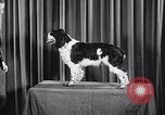 Image of dog show New York United States USA, 1939, second 21 stock footage video 65675033931