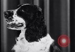 Image of dog show New York United States USA, 1939, second 22 stock footage video 65675033931