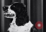 Image of dog show New York United States USA, 1939, second 23 stock footage video 65675033931