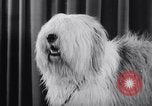 Image of dog show New York United States USA, 1939, second 24 stock footage video 65675033931