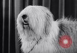 Image of dog show New York United States USA, 1939, second 25 stock footage video 65675033931