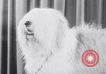 Image of dog show New York United States USA, 1939, second 26 stock footage video 65675033931