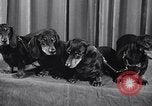 Image of dog show New York United States USA, 1939, second 27 stock footage video 65675033931