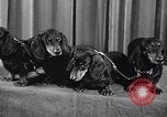 Image of dog show New York United States USA, 1939, second 28 stock footage video 65675033931