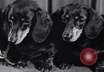 Image of dog show New York United States USA, 1939, second 29 stock footage video 65675033931