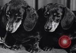 Image of dog show New York United States USA, 1939, second 30 stock footage video 65675033931