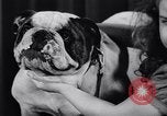 Image of dog show New York United States USA, 1939, second 31 stock footage video 65675033931