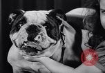 Image of dog show New York United States USA, 1939, second 32 stock footage video 65675033931