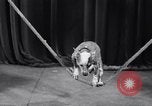 Image of dog show New York United States USA, 1939, second 34 stock footage video 65675033931