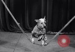 Image of dog show New York United States USA, 1939, second 35 stock footage video 65675033931