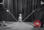 Image of dog show New York United States USA, 1939, second 37 stock footage video 65675033931