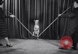 Image of dog show New York United States USA, 1939, second 38 stock footage video 65675033931